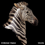 MICHELE VITALONE Wildlife1